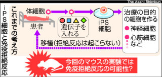 ｉＰＳ細胞と免疫拒絶反応