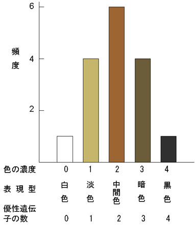 皮膚の色と優性遺伝子数との関係