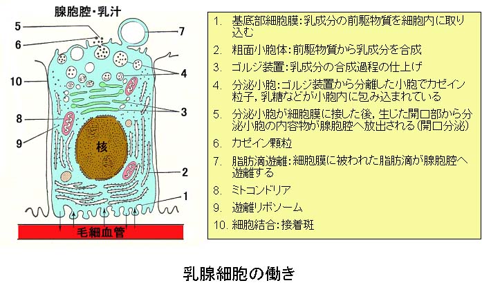 乳腺胞