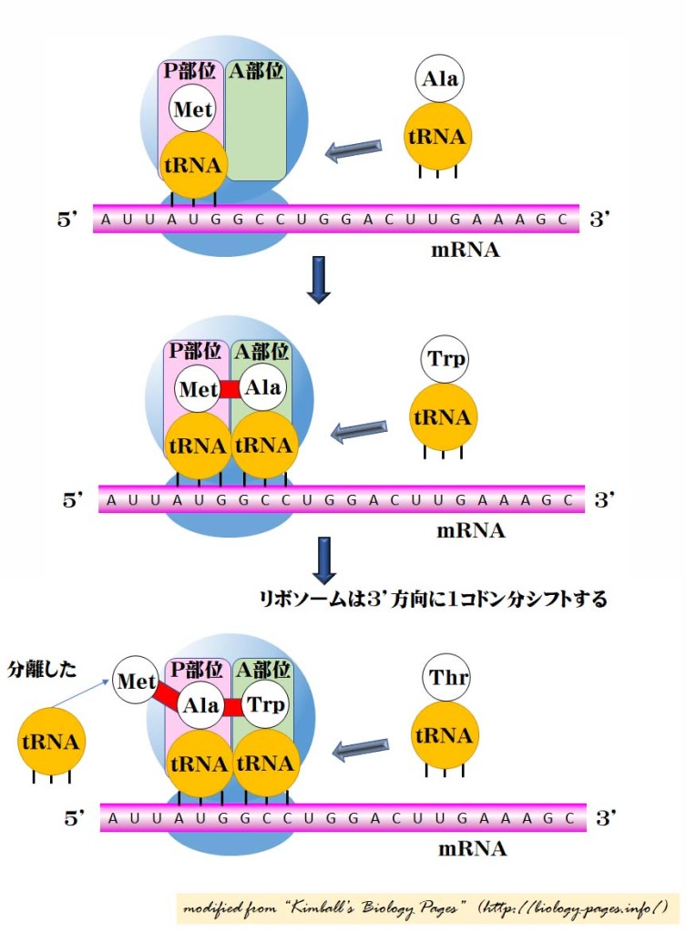 翻訳のステップを示す模式図